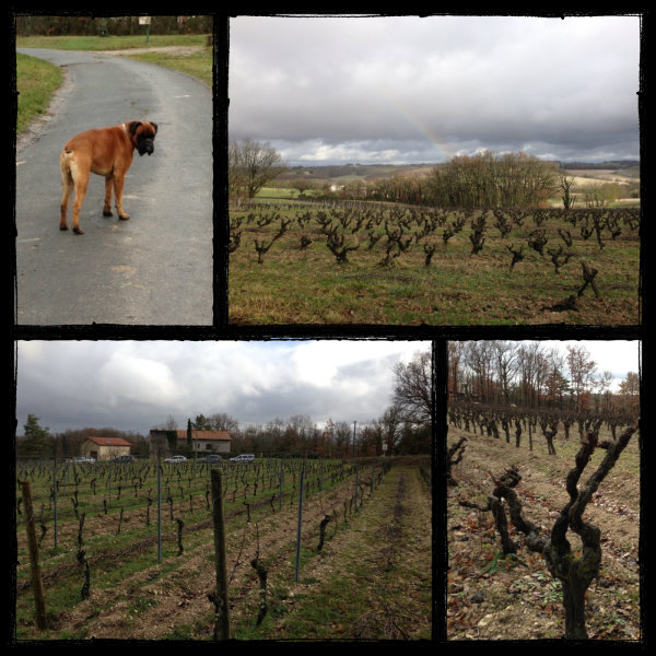 Visite domaine Causse Marines - Gaillac