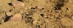 Tavel - Terroir de sable et de cailloutis - Olivet
