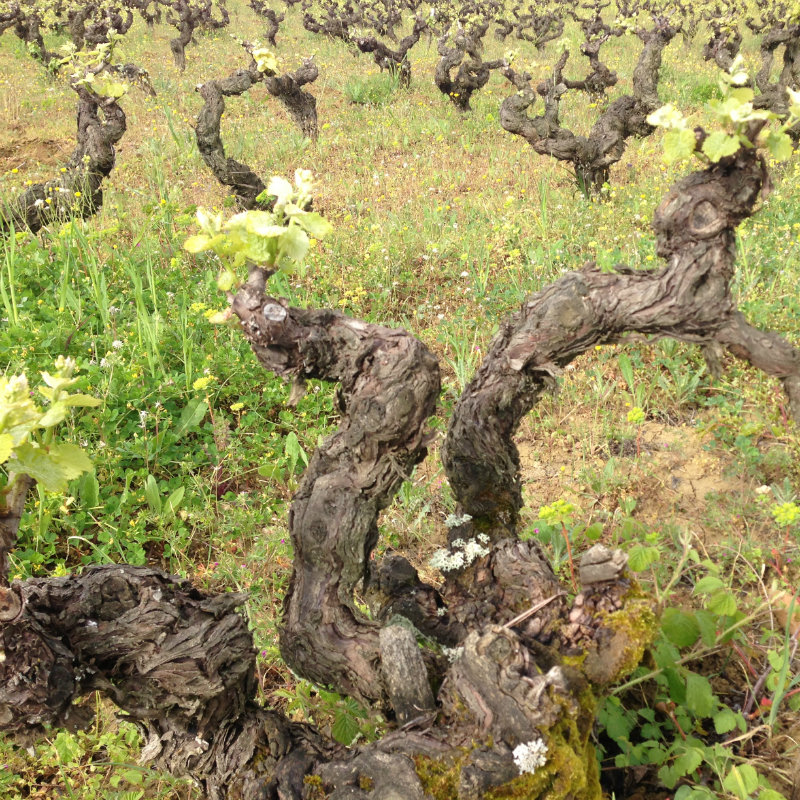 VDV56-Vignes-de-mauzac-rose-chez-les-Plageoles