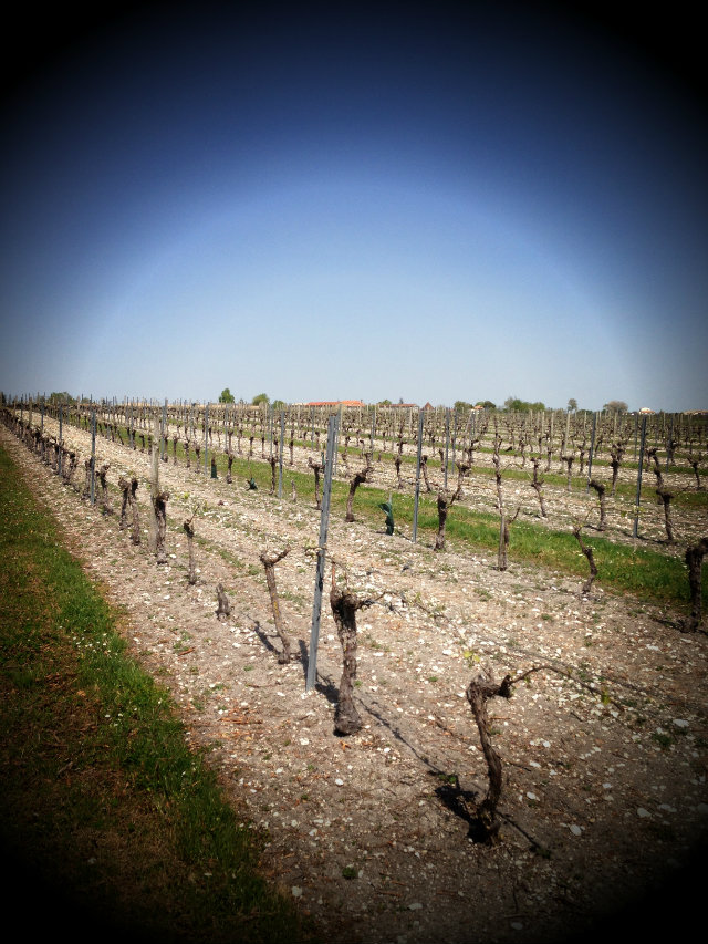 Vignes - cognac - Du Frolet Quintard frères