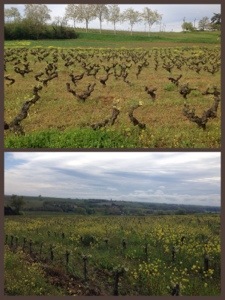 Vignes-Domaine-Plageoles-Gaillac