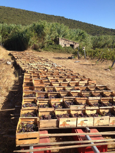 Passerillage de l'Aleatico au Clos Nicrosi - Corse