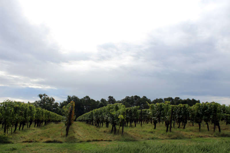 Vignes - Domaine de Paguy - Armagnac