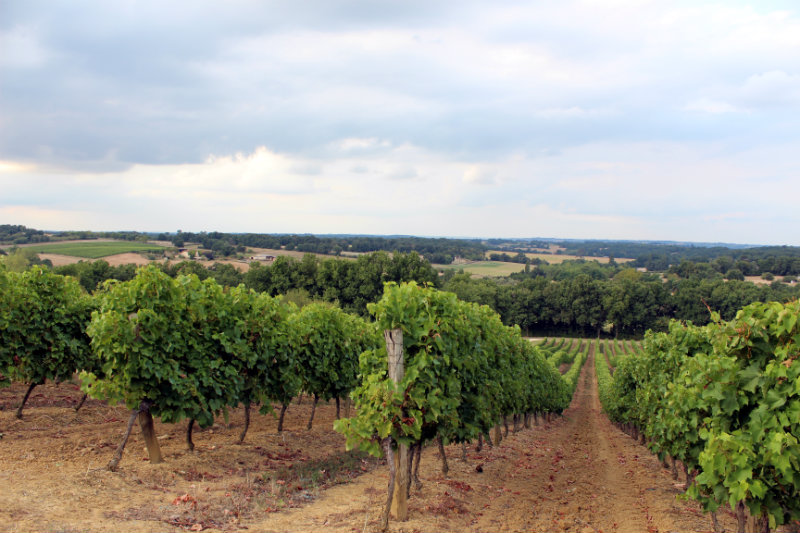 Vignes - Maison Delord - Armagnac