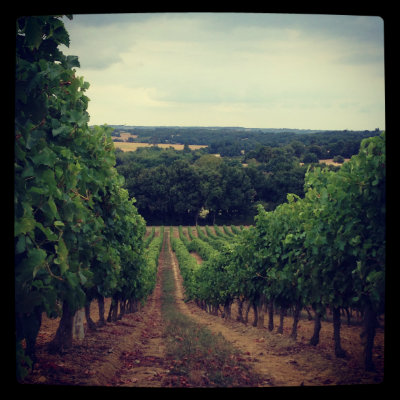 Vignes en Armagnac