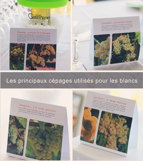 Cépages-blancs-principaux-des-Côtes-de-Gascogne