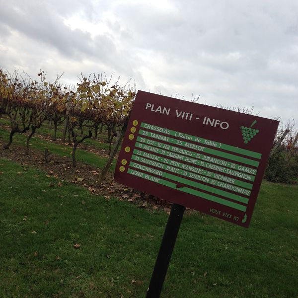 Balade dans le parc-Château-de-Cassaigne- Vinocamp Armagnac Gascogne 2015