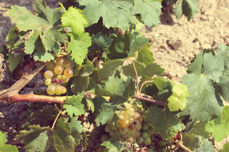 Raisin dans les vignes Devichi 1