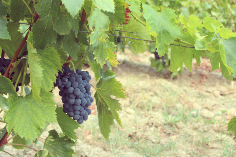 Raisin dans les vignes Devichi 2