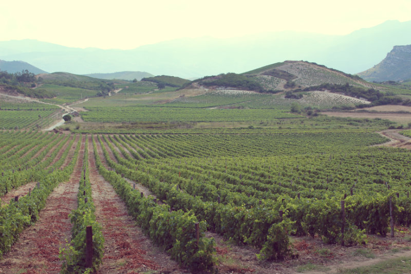 Vignes du domaine Devichi 5