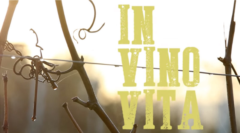 Image extraite du documentaire In Vino Vina de Samuel Meeldijk
