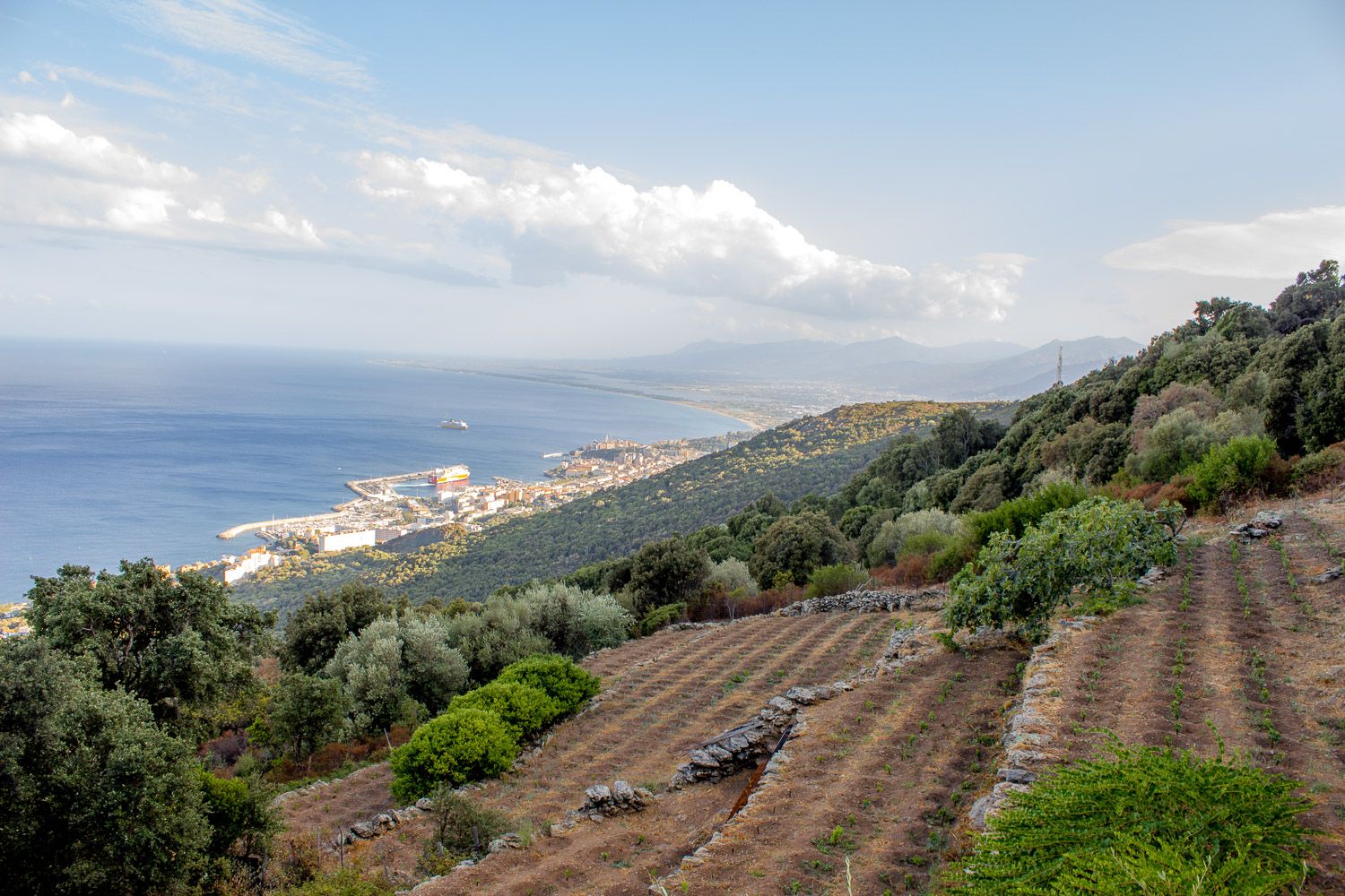 Vignes Joelle Benigni vue Bastia