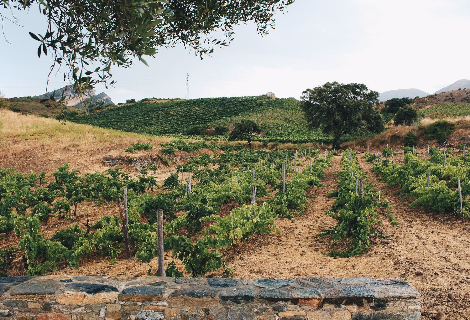 Vignes Laetitia Albertini 2