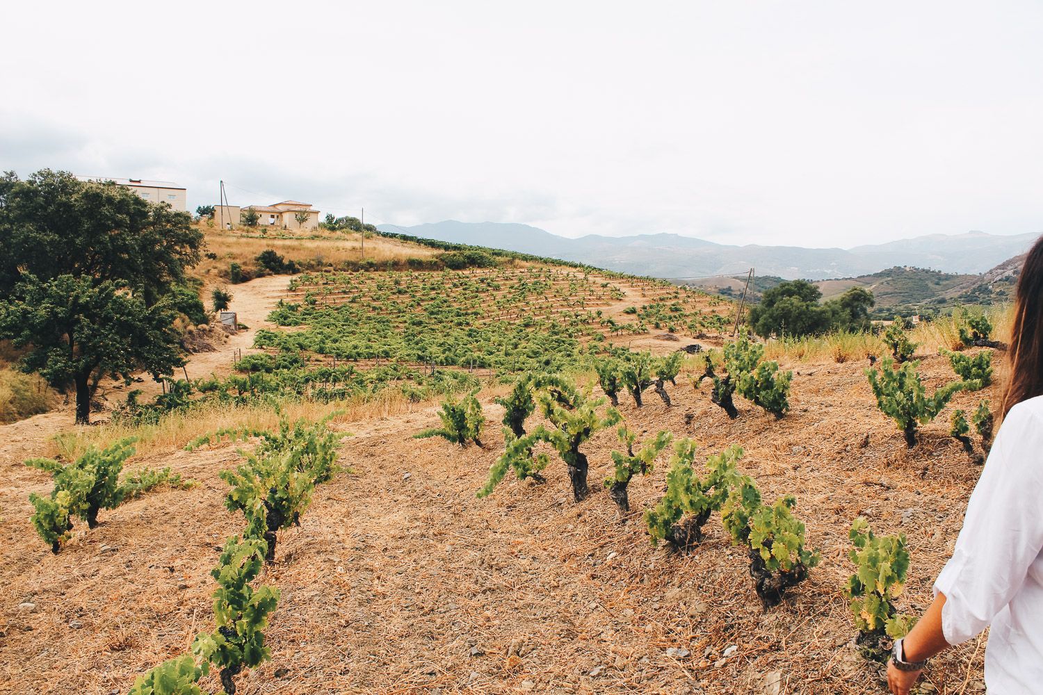 Vignes Laetitia Albertini 3