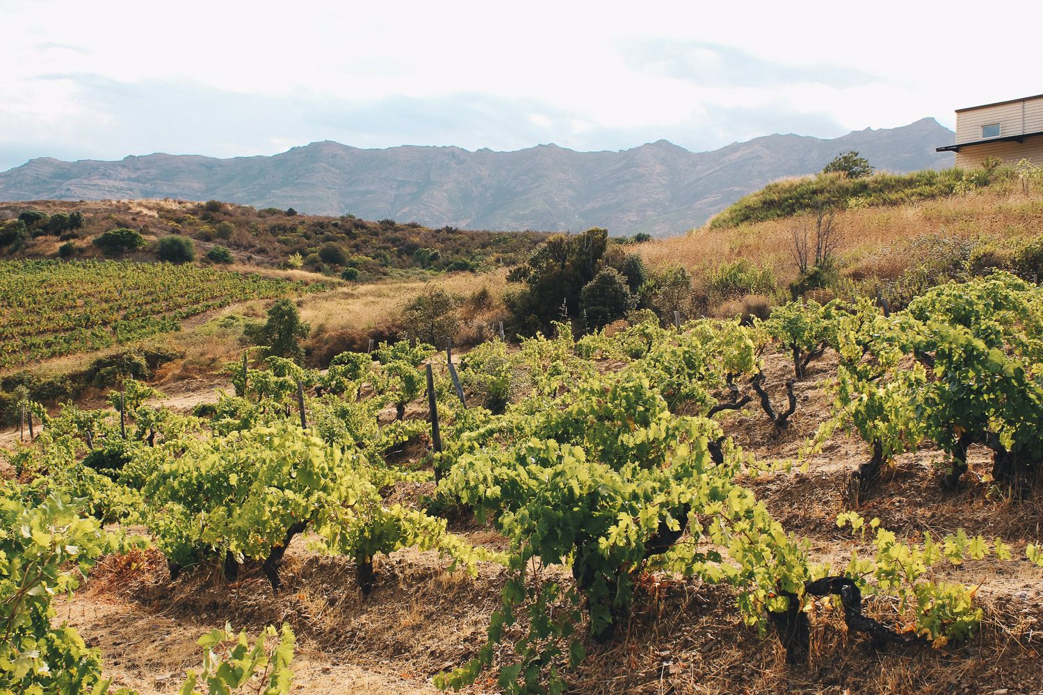 Vignes Laetitia Albertini 4