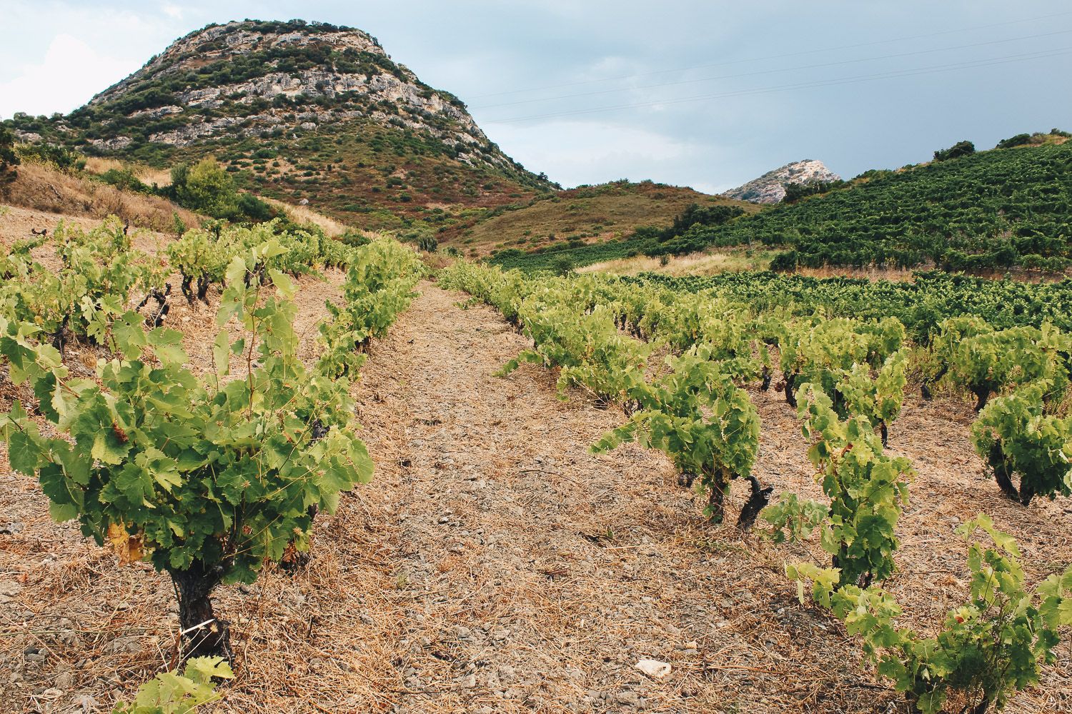 Vignes Laetitia Albertini 5