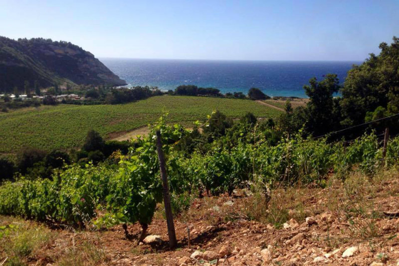 Vignes Clos Marfisi terroir Ravagnola