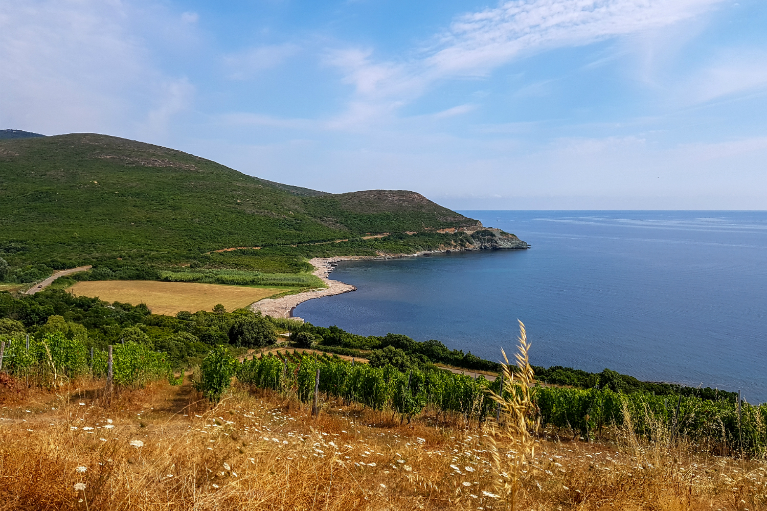 Vue sur la route du Cap Corse depuis le haut des vignes du domaine Pieretti