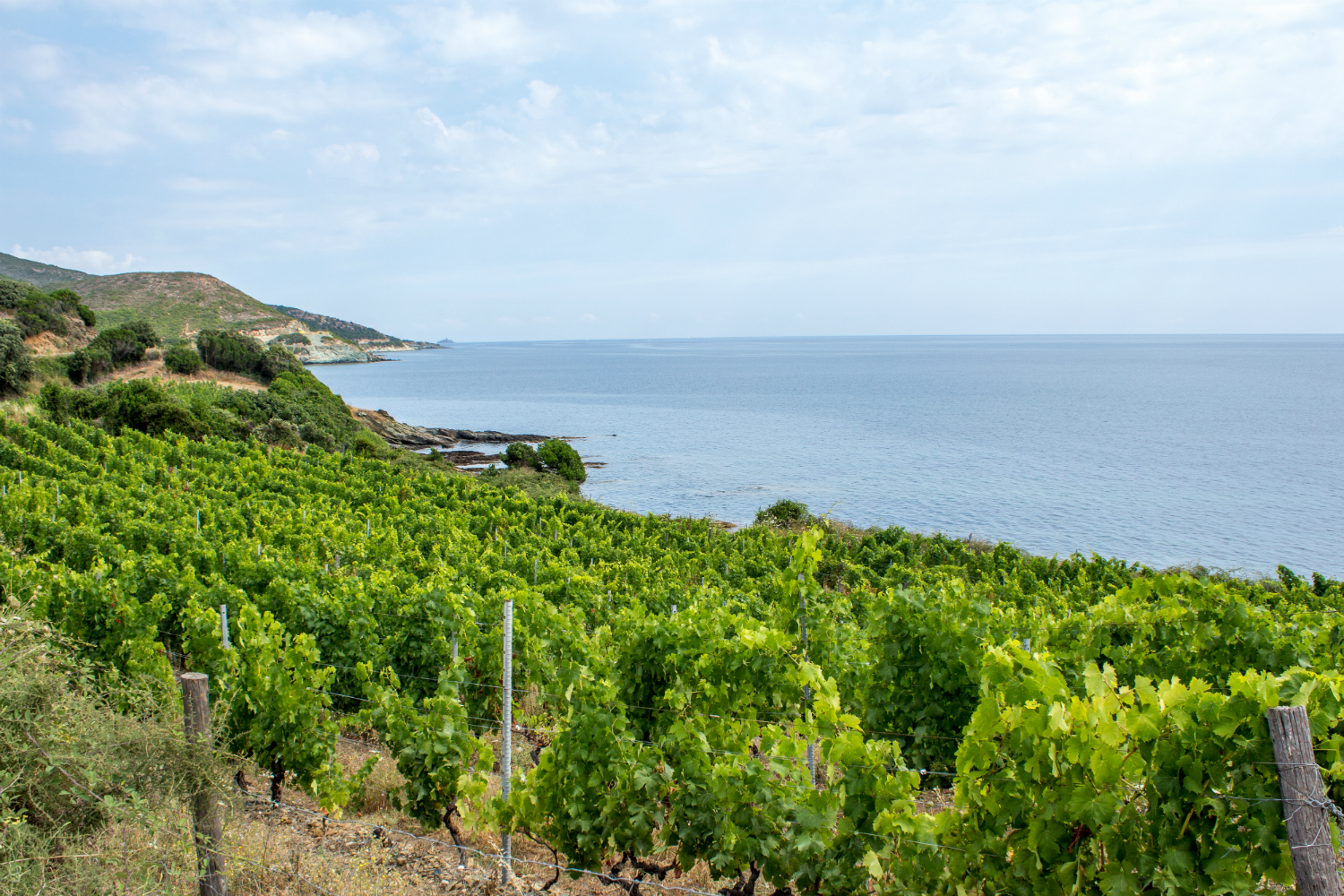 Vignes domaine Pieretti bord de mer