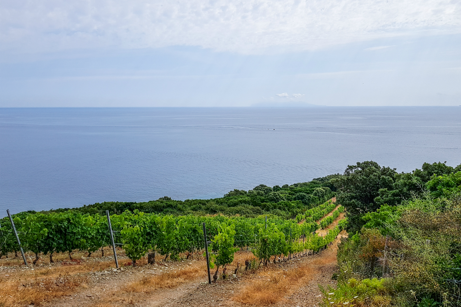 Vignes domaine Pieretti vue île d'Elbe