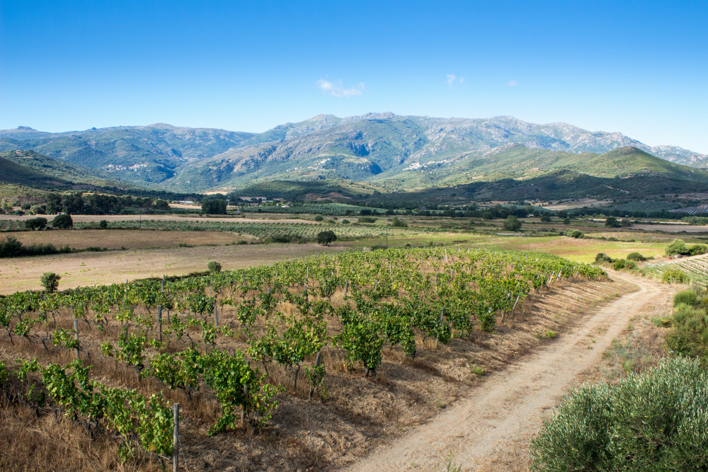 Vignes domaine Santamaria 1