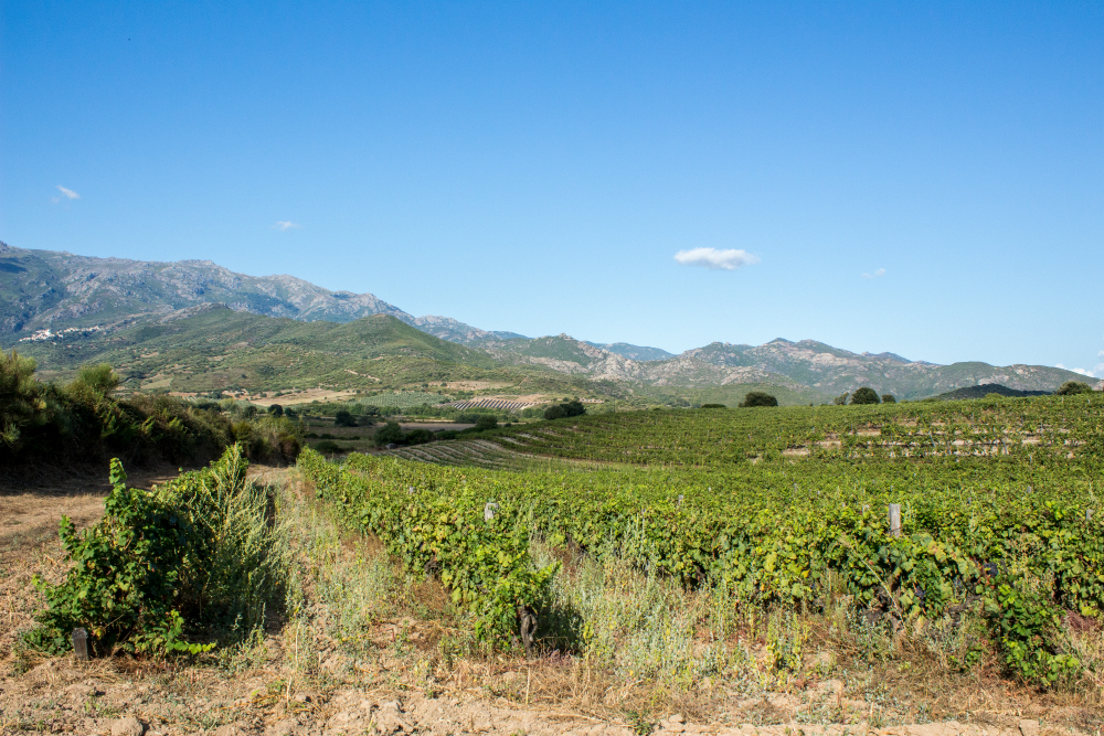 Vignes domaine Santamaria 2