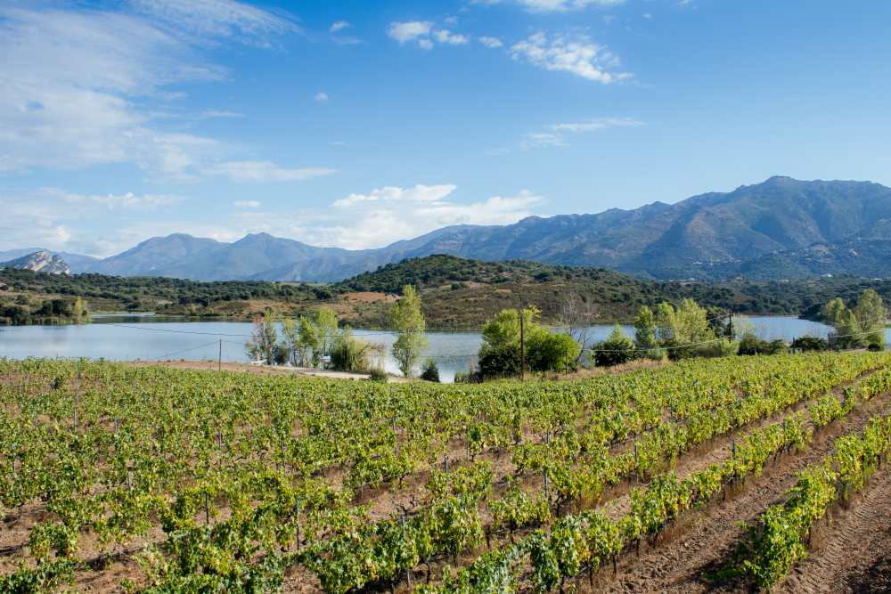 Vignes domaine Santamaria 3