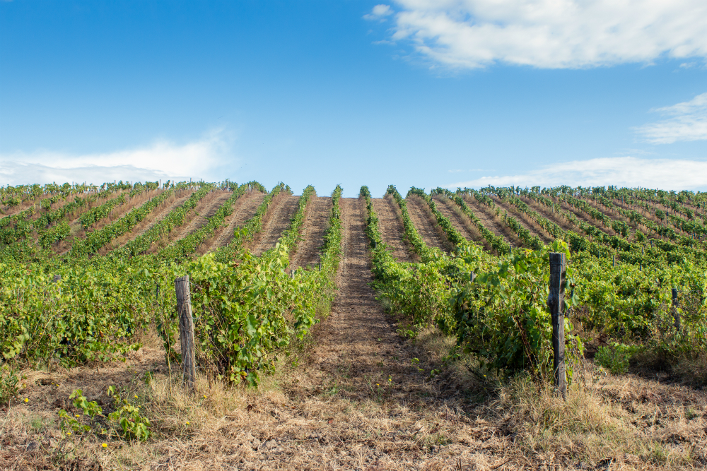 Vignes domaine Santamaria 4B