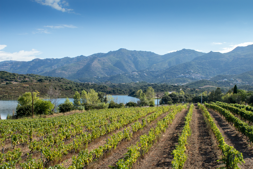 Vignes domaine Santamaria 5